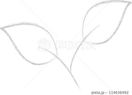 灰色のふた葉 114636992