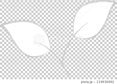 灰色のふた葉 114636992