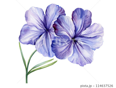 Tropical blue flowers and leaves on an isolated white background, watercolor painting illustration, exotic flower Tropical blue flowers and leaves on an isolated white background, watercolor painting illustration, exotic flower 114637526