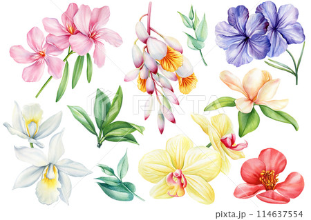 Set of tropical flowers and leaves on an isolated white background, watercolor painting illustration, exotic flower 114637554
