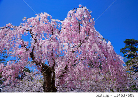 満開の枝垂れ桜　弘前城　さくらまつり 114637609