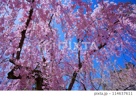 満開の枝垂れ桜　弘前城　さくらまつり 114637611