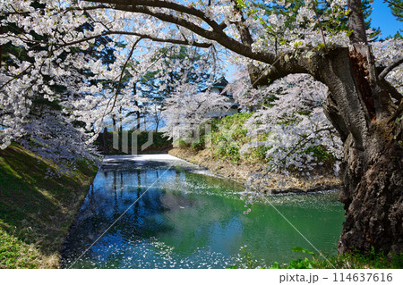 満開の桜と水面に映える景観 弘前城 さくらまつり 満開の桜と水面に映える景観 弘前城 さくらまつり 114637616