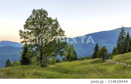 Panorama of mountains at sunset with big tree standing at front Panorama of mountains at sunset with big tree standing at front 114638444