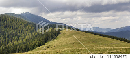 Green grassy meadow with grazing cows on background of woody mountain sunder blue sky. Beautiful summer landscape view mountains with cattle. Highland farming and ecological milk production concept. Green grassy meadow with grazing cows on background of woody mountain sunder blue sky. Beautiful summer landscape view mountains with cattle. Highland farming and ecological milk production concept. 114638475