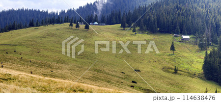 Beautiful view of empty dusty country road on the slope of the Carpathian mountains, densely covered with forest, Ukraine. Bright sunny day, beauty of nature. Small peasant houses in distance. 114638476