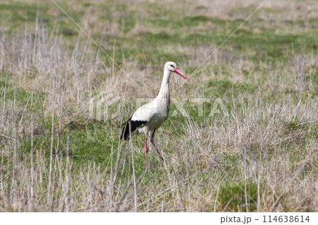 Elegant beautiful white long-beaked stork bird with black tail walking alone in green field on long red legs on early spring day. Beauty of nature, environmental problems and wildlife protection. Elegant beautiful white long-beaked stork bird with black tail walking alone in green field on long red legs on early spring day. Beauty of nature, environmental problems and wildlife protection. 114638614