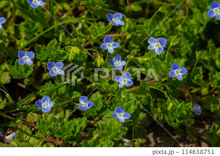 Summer background with blue flowers veronica chamaedrys. Blue flower bloom on green grass, spring background Summer background with blue flowers veronica chamaedrys. Blue flower bloom on green grass, spring background 114638751