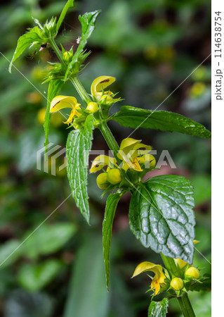 Yellow archangel plant Lamium galeobdolon with flowers and green leaves with white stripes, growing in a forest Yellow archangel plant Lamium galeobdolon with flowers and green leaves with white stripes, growing in a forest 114638754