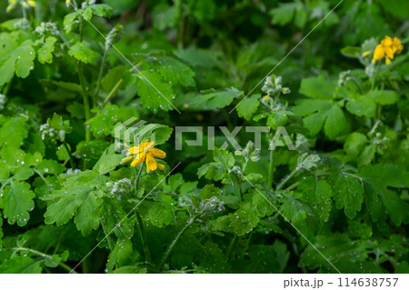 Greater Celandine, yellow wild flowers, close up. Chelidonium majus is poisonous, flowering, medicinal plant of the family Papaveraceae. Yellow-orange opaque sap of Tetterwort plant cures warts Greater Celandine, yellow wild flowers, close up. Chelidonium majus is poisonous, flowering, medicinal plant of the family Papaveraceae. Yellow-orange opaque sap of Tetterwort plant cures warts 114638757