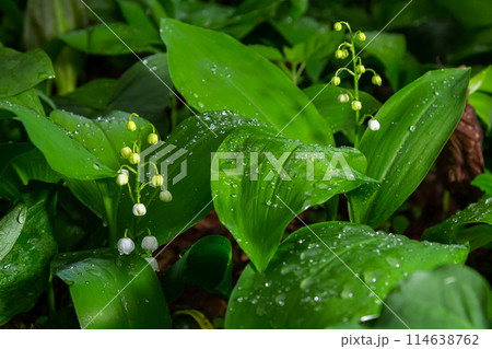 Lily of the valley, Convallaria majalis, growing wild, white fragrant flowers, detail 114638762