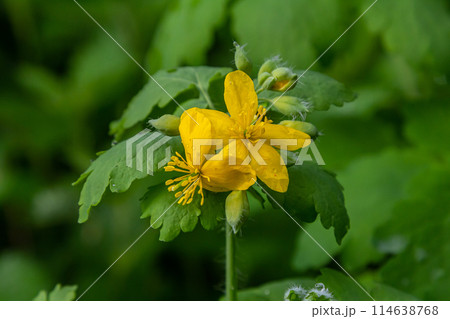 Greater Celandine, yellow wild flowers, close up. Chelidonium majus is poisonous, flowering, medicinal plant of the family Papaveraceae. Yellow-orange opaque sap of Tetterwort plant cures warts Greater Celandine, yellow wild flowers, close up. Chelidonium majus is poisonous, flowering, medicinal plant of the family Papaveraceae. Yellow-orange opaque sap of Tetterwort plant cures warts 114638768