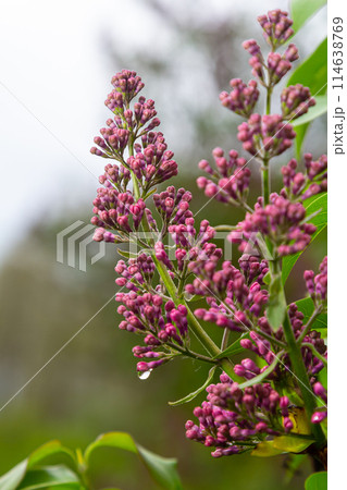 Common Lilac Syringa vulgaris blooming with violet-purple double flowers surrounded with green leaves in spring 114638769