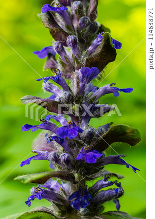 A closeup shot of blue flowers of Ajuga reptans Atropurpurea in spring 114638771