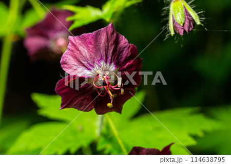 Dark purple dusky flowers in the garden, selective focus with green bokeh background - Geranium faeum 114638795