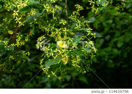 Flowering European spindle tree, Euonymus europaeus, flowering plant Flowering European spindle tree, Euonymus europaeus, flowering plant 114638796