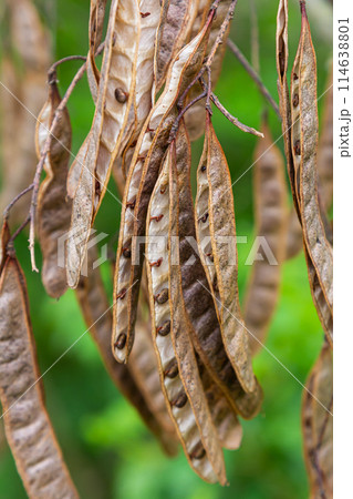 Robinia pseudoacacia, commonly known as black locust with seeds Robinia pseudoacacia, commonly known as black locust with seeds 114638801
