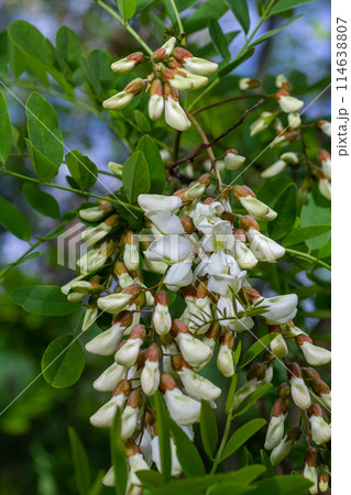 Honey bee collects nectar from white flowers tree acacia. Blooming clusters of acacia. Honey spring plant. Collect nectar. Branches of black locust, Robinia pseudoacacia, false acacia Honey bee collects nectar from white flowers tree acacia. Blooming clusters of acacia. Honey spring plant. Collect nectar. Branches of black locust, Robinia pseudoacacia, false acacia 114638807