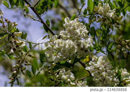 Honey bee collects nectar from white flowers tree acacia. Blooming clusters of acacia. Honey spring plant. Collect nectar. Branches of black locust, Robinia pseudoacacia, false acacia Honey bee collects nectar from white flowers tree acacia. Blooming clusters of acacia. Honey spring plant. Collect nectar. Branches of black locust, Robinia pseudoacacia, false acacia 114638808
