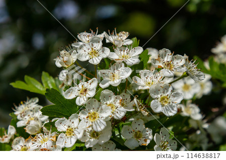 White Crataegus flowers close up in sunlight White Crataegus flowers close up in sunlight 114638817