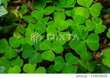 Close up Creeping lady's sorrel plant Oxalis corniculata Close up Creeping lady's sorrel plant Oxalis corniculata 114638828