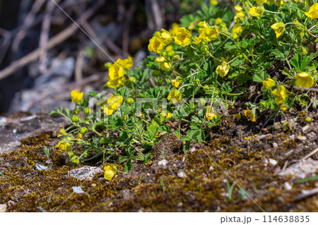 Potentilla erecta, Common Tormentil, Rosaceae. Wild plant shot in summer Potentilla erecta, Common Tormentil, Rosaceae. Wild plant shot in summer 114638835