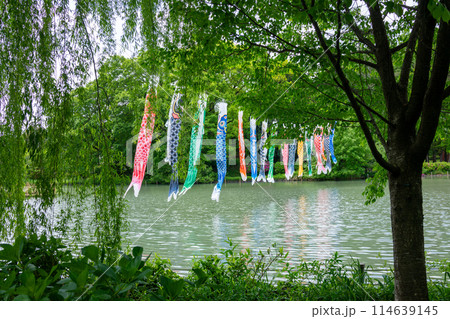池を泳ぐように揺れる鯉のぼり 114639145