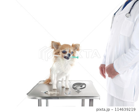 chihuahua and syringe 114639219