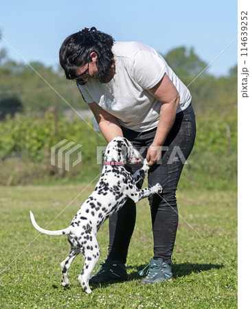 training of puppy dalmatian training of puppy dalmatian 114639252