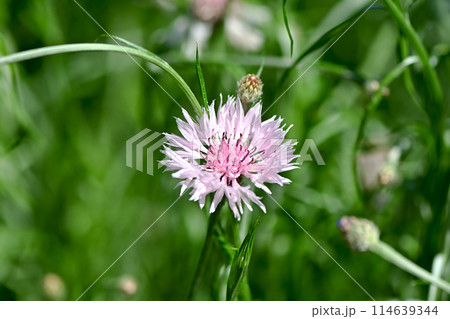 ヤグルマギク 114639344