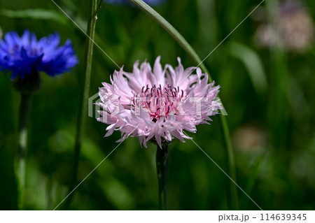 ヤグルマギク 114639345