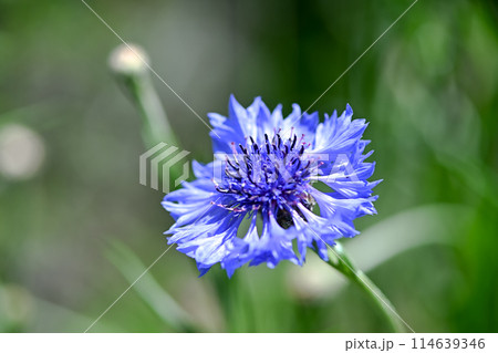 ヤグルマギク 114639346