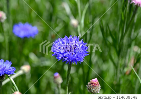 ヤグルマギク 114639348