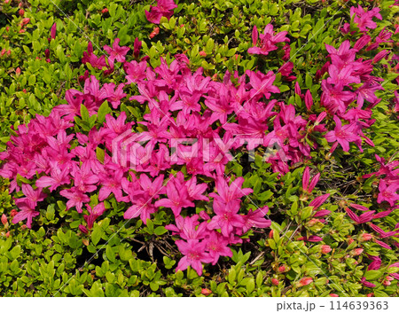 ピンクのツツジの花 114639363