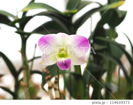 白と紫の蘭の花 正面 白と紫の蘭の花 正面 114639373