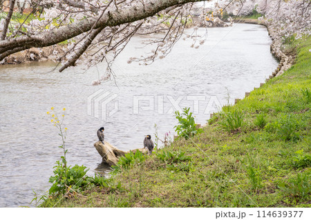 牧之原市の勝間田川の桜の木の下で休む鳥の風景(静岡県) 114639377