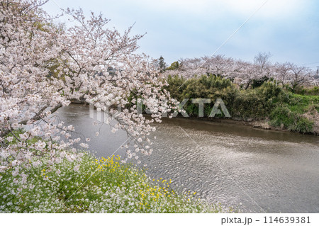 牧之原市の勝間田川の桜並木のある風景(静岡県) 114639381