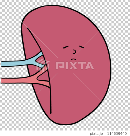 Illustration of an unhealthy spleen 114639440