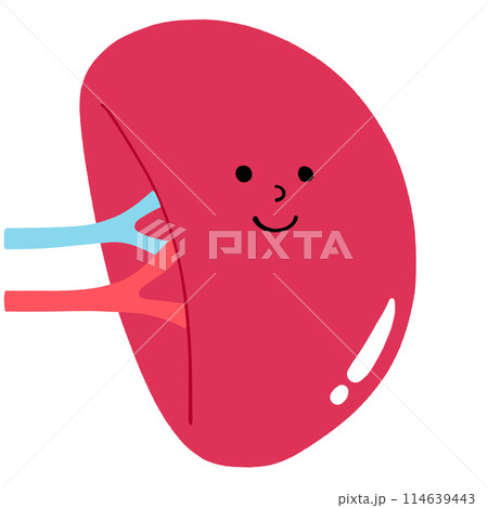 健康な脾臓のイラスト 健康な脾臓のイラスト 114639443