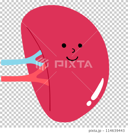 健康な脾臓のイラスト 健康な脾臓のイラスト 114639443