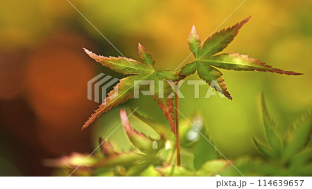 山もみじ　（ 新芽　萌え　映え　紅葉　黄葉　イメージ ） 114639657