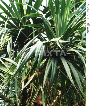 タコノキ　南国の植物 114639797