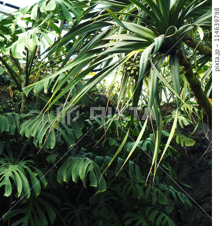 タコノキ　南国の植物 114639798