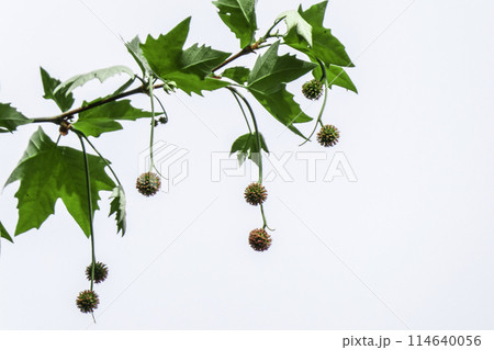 岩手県盛岡市岩手大学農学部プラタナスの実 鈴のようなスズカケの実 岩手県盛岡市岩手大学農学部プラタナスの実 鈴のようなスズカケの実 114640056