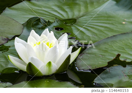 岩手県盛岡市岩手大学農学部キャンパスの池の白い睡蓮 岩手県盛岡市岩手大学農学部キャンパスの池の白い睡蓮 114640153