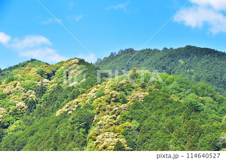 新緑に映える山の風景 緑のグラデーション 新緑と青空に映える風景 イメージ素材 新緑に映える山の風景 緑のグラデーション 新緑と青空に映える風景 イメージ素材 114640527