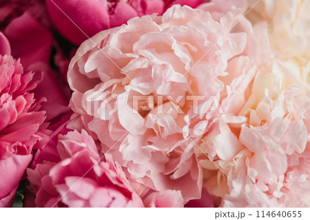 Pastel peony flowers in bloom floral spring art festive background, wedding decor and luxury branding design. pastel and soft floral card. pretty and romantic flowers in floral shop. Pastel peony flowers in bloom floral spring art festive background, wedding decor and luxury branding design. pastel and soft floral card. pretty and romantic flowers in floral shop. 114640655