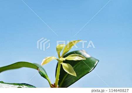 水滴のついた若葉　新芽　イメージ素材 114640827