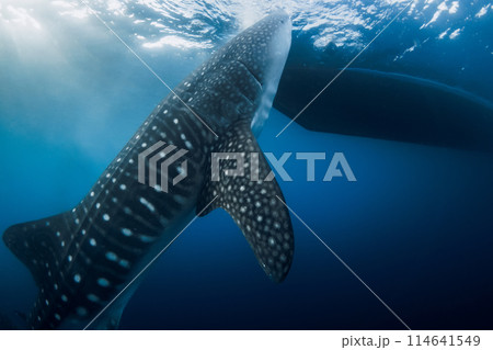 Whale shark eating plankton in tropical sea. Giant Whale shark swim underwater 114641549