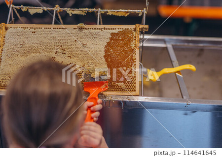 Girl Use beekeeping tools to open wax cells filled with the finished product. 114641645